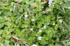 Lindernia rotundifolia